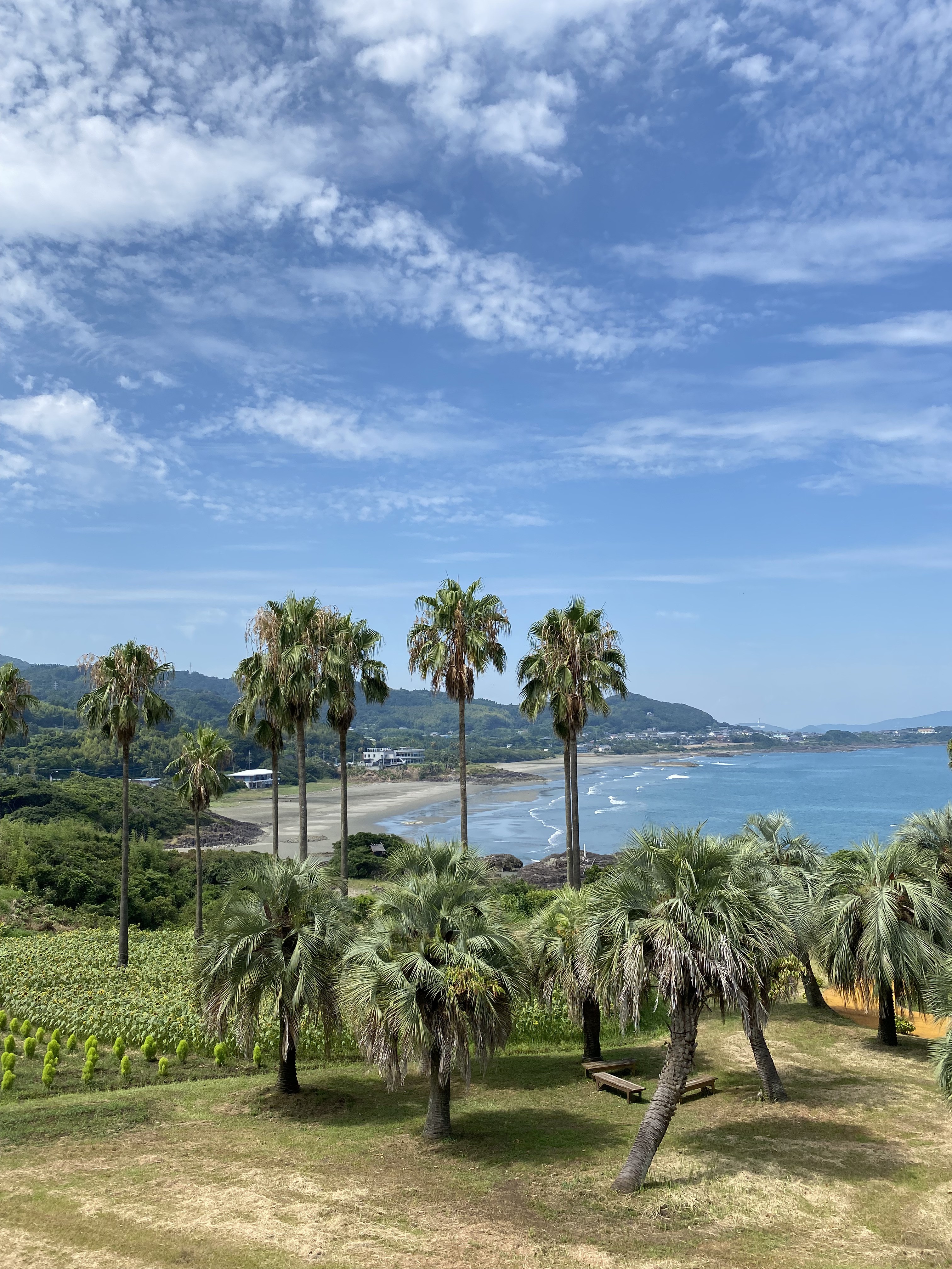 宮崎県日向市のヤシの木と海岸の風景